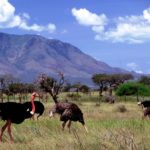 Best Time To Visit Kidepo National Park & How To Rent A Car