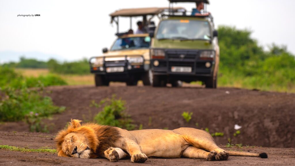 Book a guided safari around Uganda